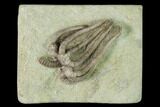 Fossil Crinoid (Agaricocrinus) - Crawfordsville, Indiana #150433-1